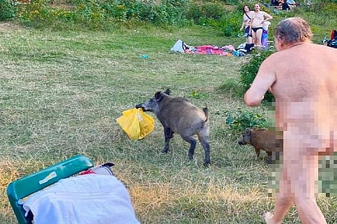 naked_man_chases_boar 1