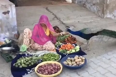 peacock