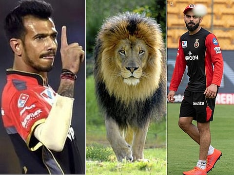 rcb lion kohli