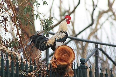 Rooster