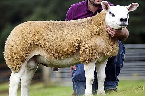 sheep