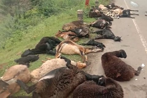 sheep death