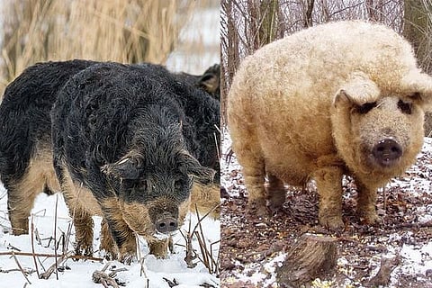 sheep pig
