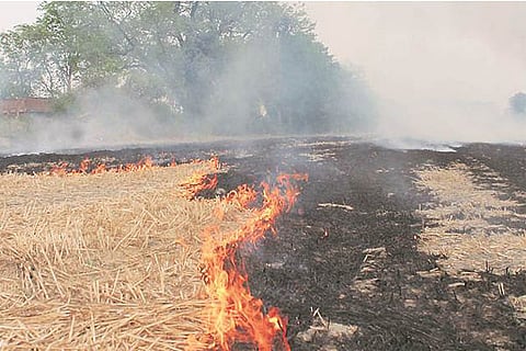 stubble-burning-2