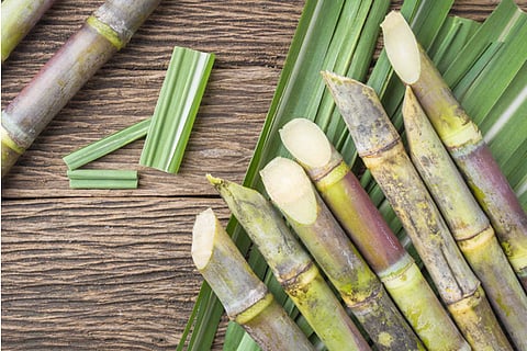sugarcane
