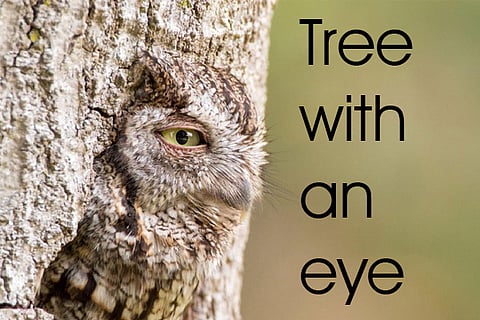 tree