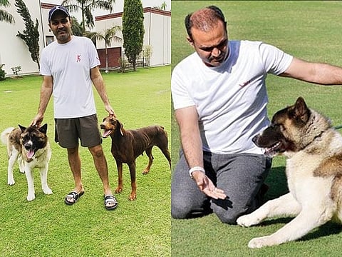 veeru dog