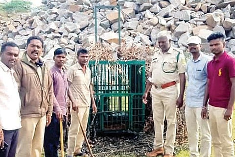 030920 Kukanoor Leopard Capture