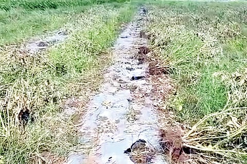060920 Raichur Mansalapura Aside Seeds Remove