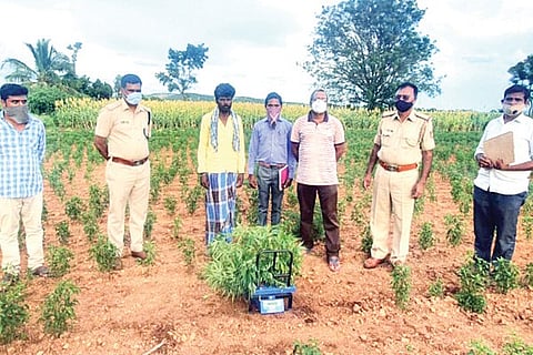 100920 T Basapura Ganja Crop Arrest
