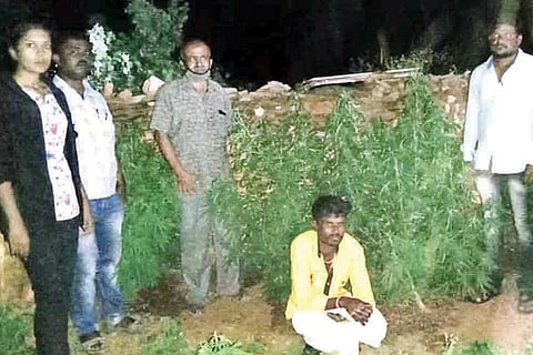 100920 Tavaragera Ganja Tree