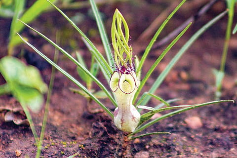 12 GAJENDRAGAD 1