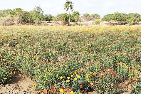 13-kalaghatagi 1
