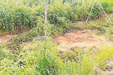 17 budikote 2
