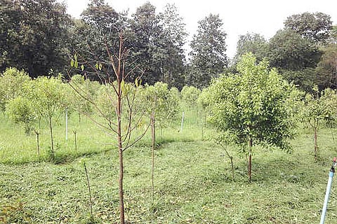 22-1371887220-sandalwoodfarming5