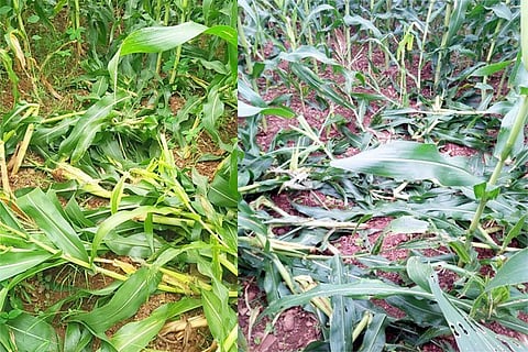 27092020 Kampli Corn Crop veste