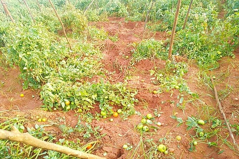 31 budikote 1
