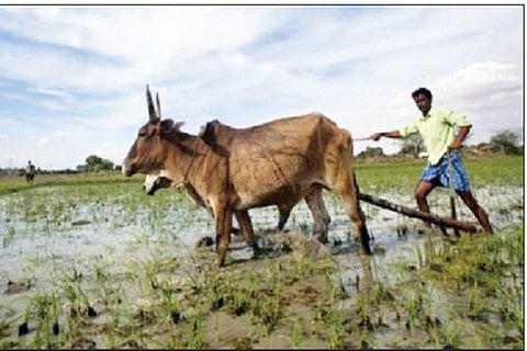 Agriculture