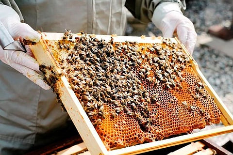 Bee Farm