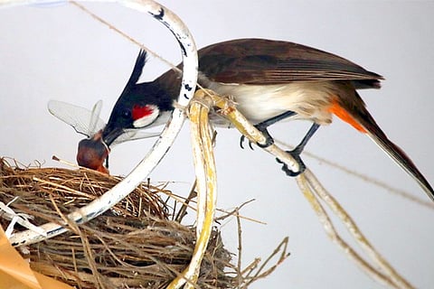 Bird