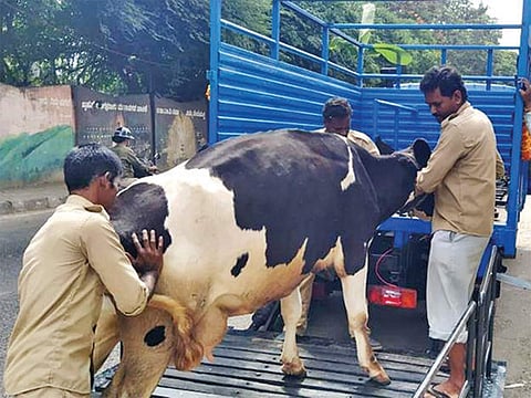 Cattle