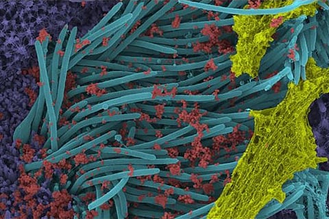 Corona virus photo