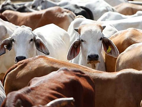 Cow