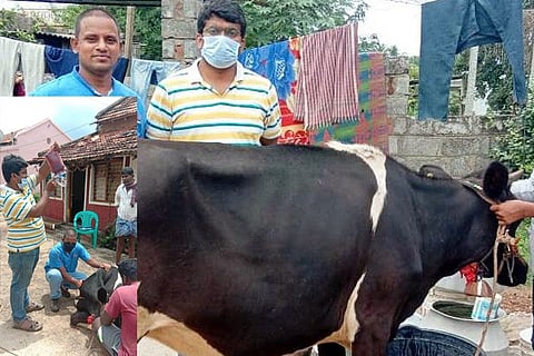 Cow Blood