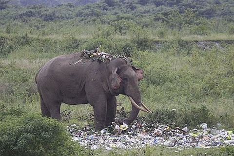 Elephant