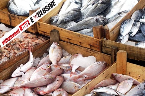 Fish Web Exclsive