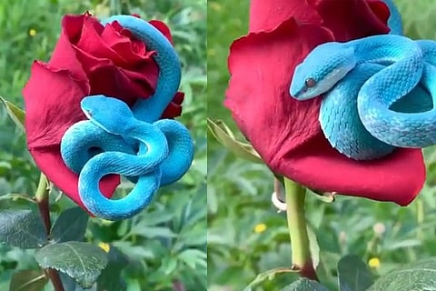 Flower