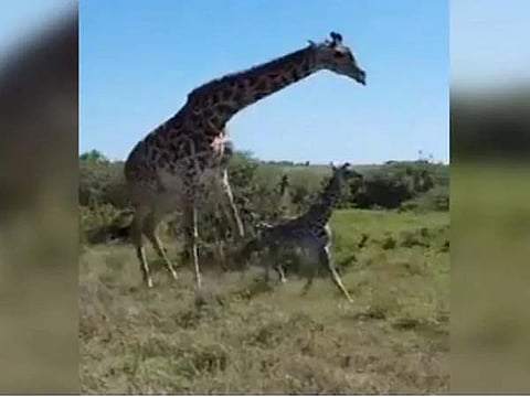 Giraffe Cheetah
