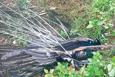 H11 Peacock death 2