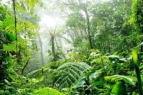 Indian-Forest-3