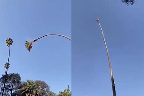 Palm Tree