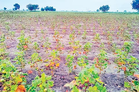 Rain Effect Cotton Crop Damage