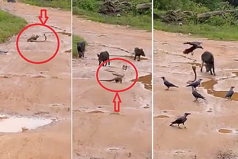 Snake and mongoose fight