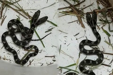 Snake