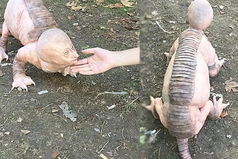Strange Animal new