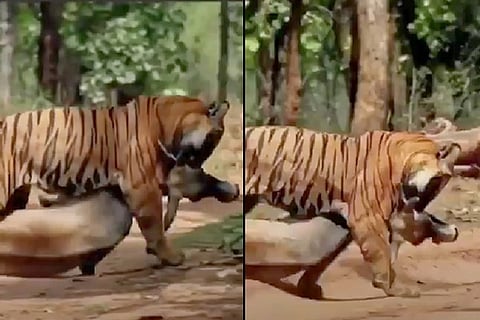 Tiger-cow