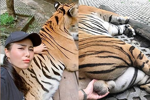 Tiger