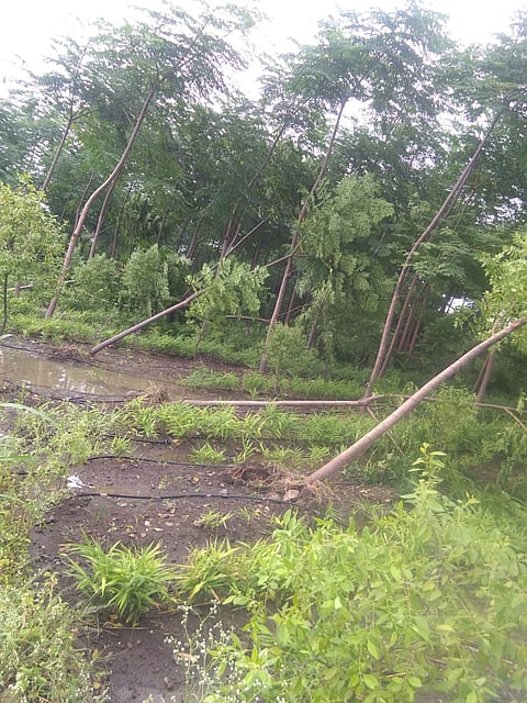Totagarike hani