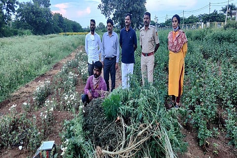 Vijayapura Ganja plants sized
