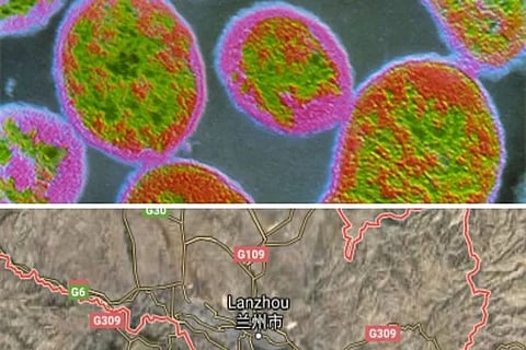 bacteria