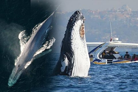 bluewhale