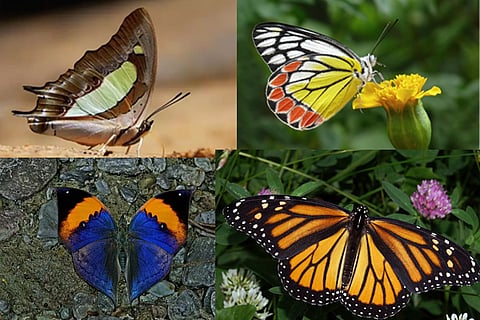 butterflies