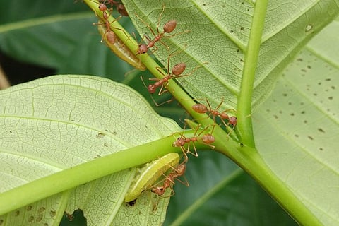 butterfy