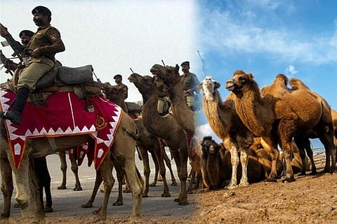 camels