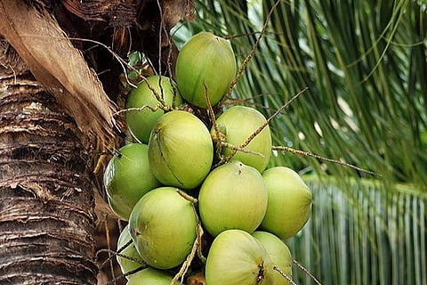 coconut