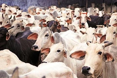 cow